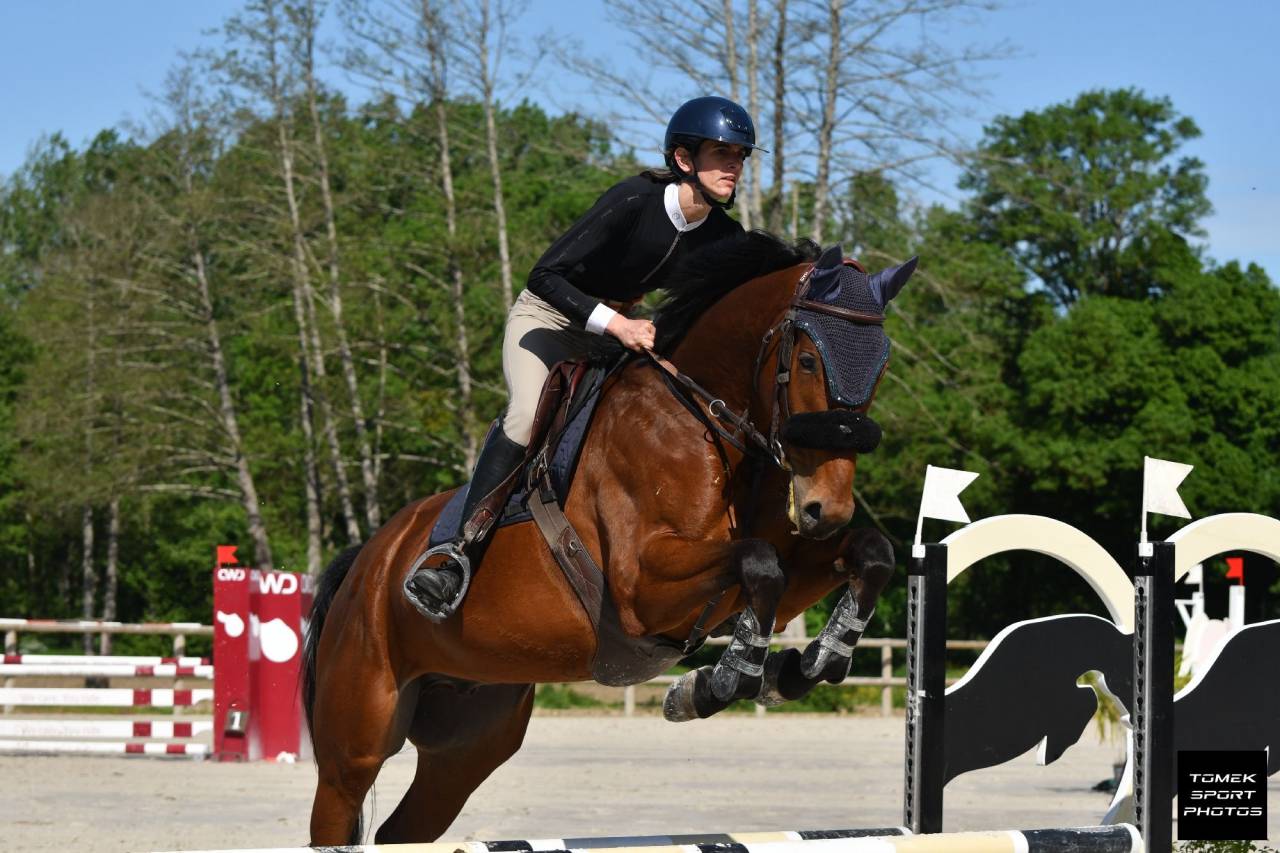 Gelding Selle Français For sale 2020 Bay