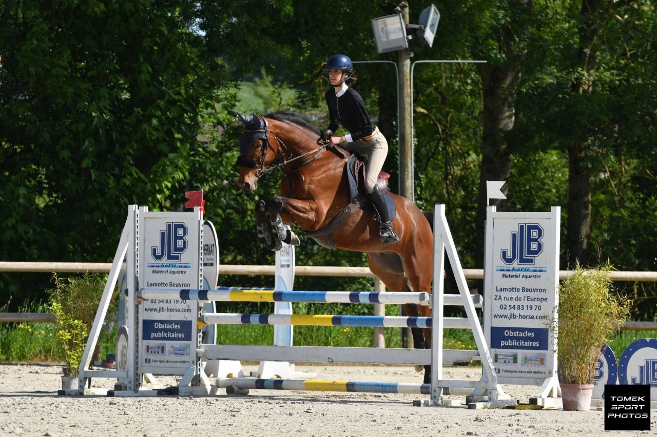 Gelding Selle Français For sale 2020 Bay