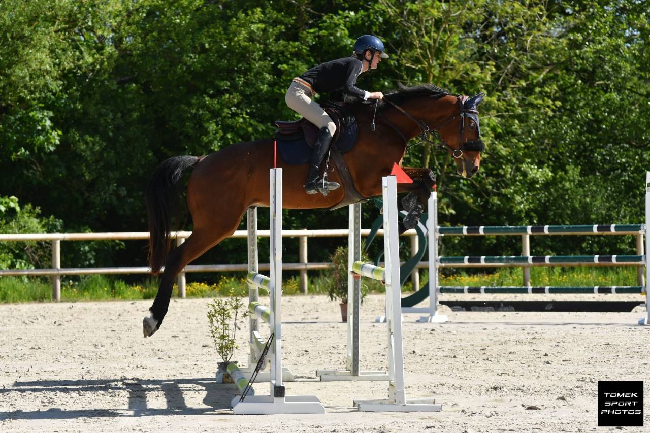 Gelding Selle Français For sale 2020 Bay