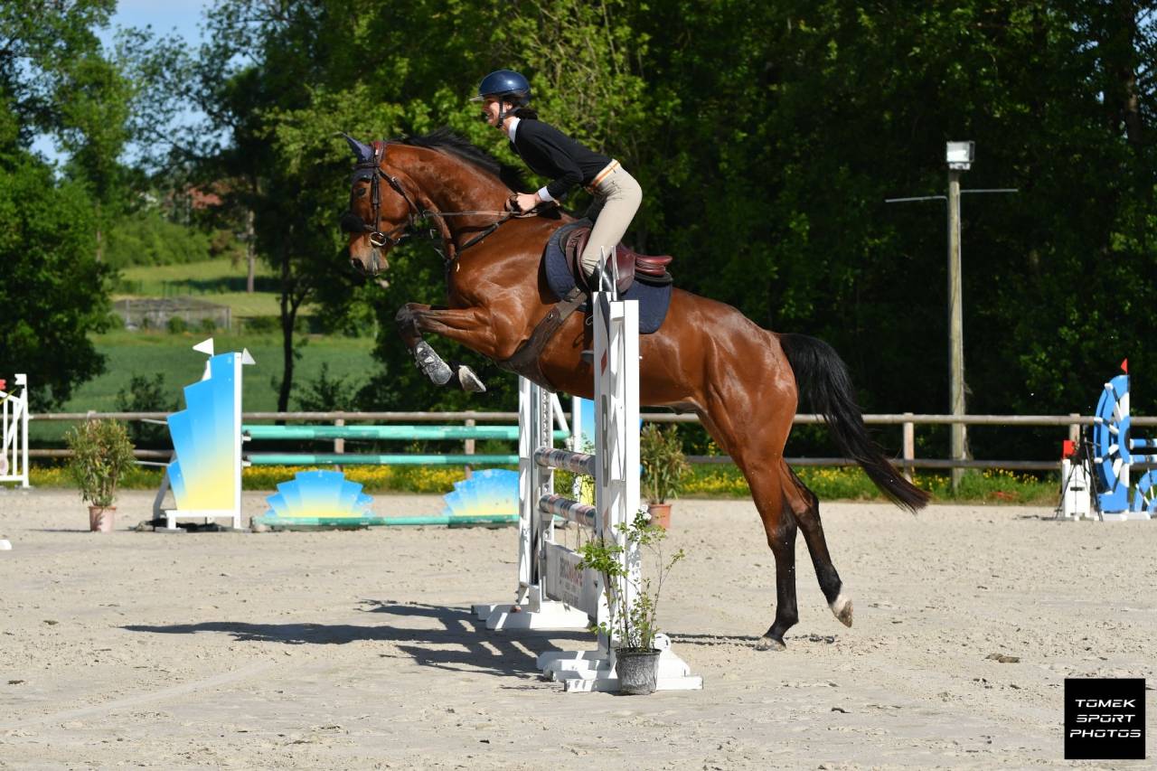 Gelding Selle Français For sale 2020 Bay