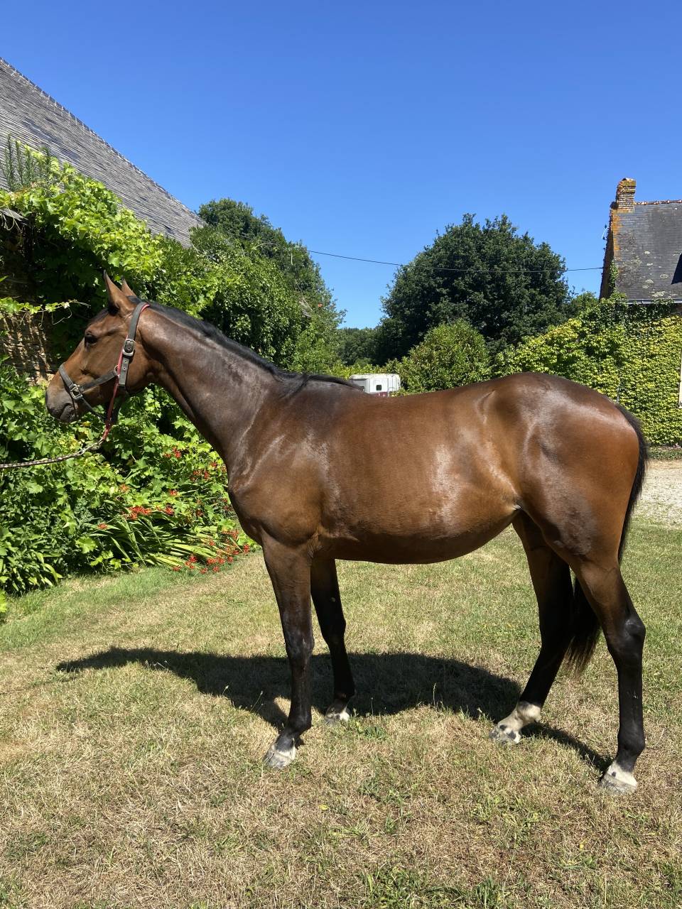 Filly Selle Français For sale 2023 Bay