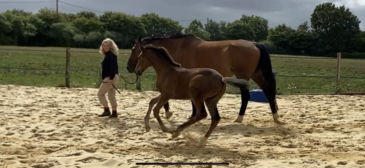 Filly Selle Français For sale 2023 Bay