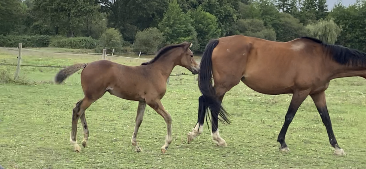 Filly Selle Français For sale 2023 Bay