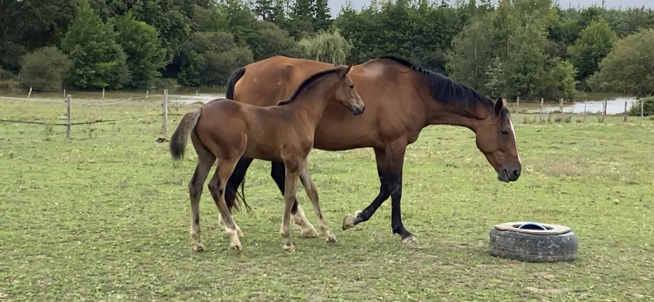 Filly Selle Français For sale 2023 Bay