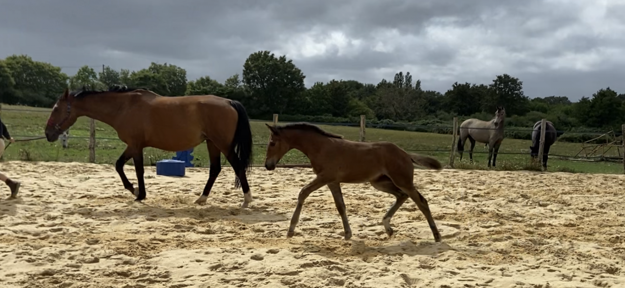 Filly Selle Français For sale 2023 Bay