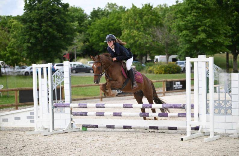 Gelding New Forest For sale 2021 Chesnut