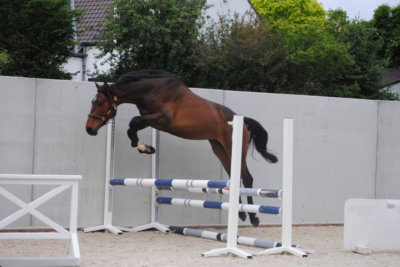 Gelding Zangersheide For sale 2023 Bay