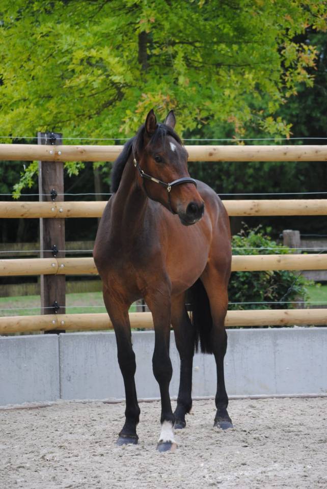 Gelding Zangersheide For sale 2023 Bay