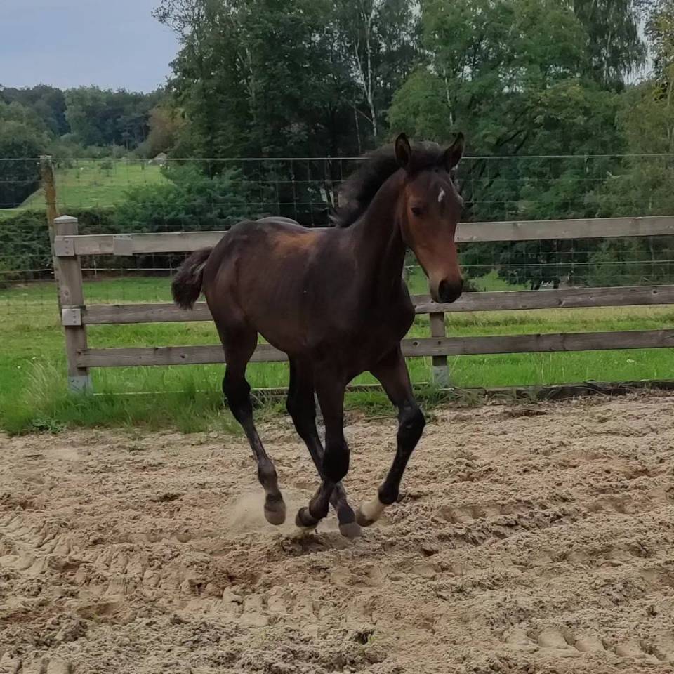 Gelding Zangersheide For sale 2023 Bay