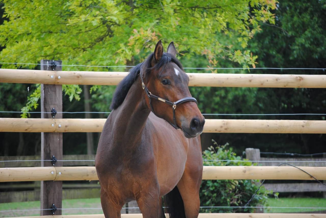 Gelding Zangersheide For sale 2023 Bay