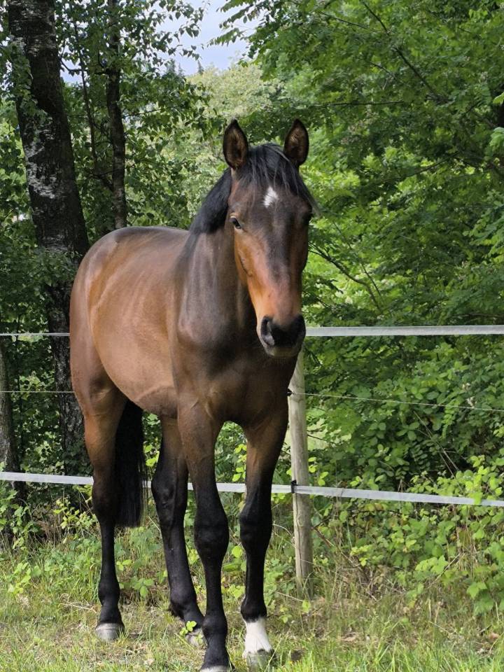 Gelding Zangersheide For sale 2023 Bay