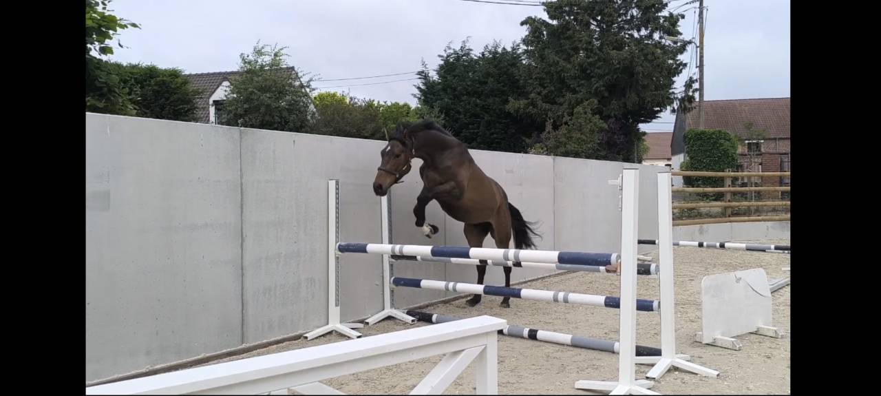 Gelding Zangersheide For sale 2023 Bay