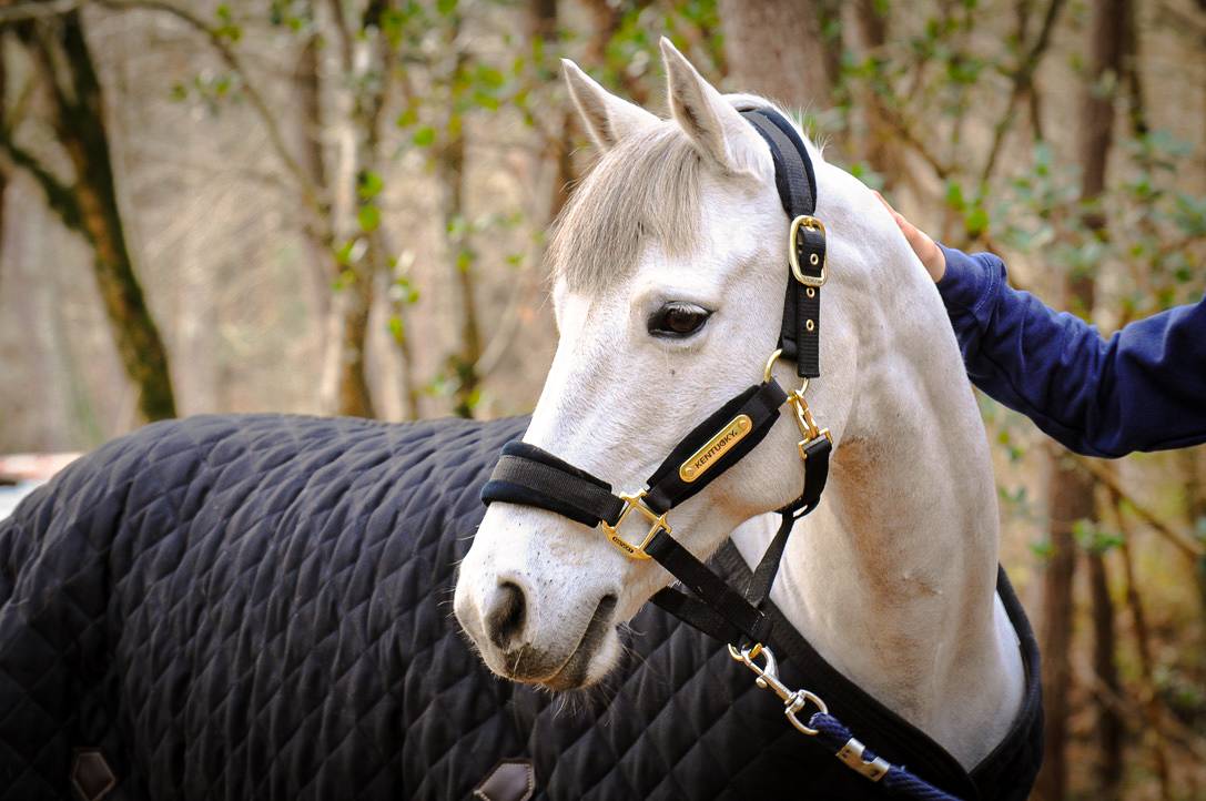 Gelding Connemara For sale 2012 Grey