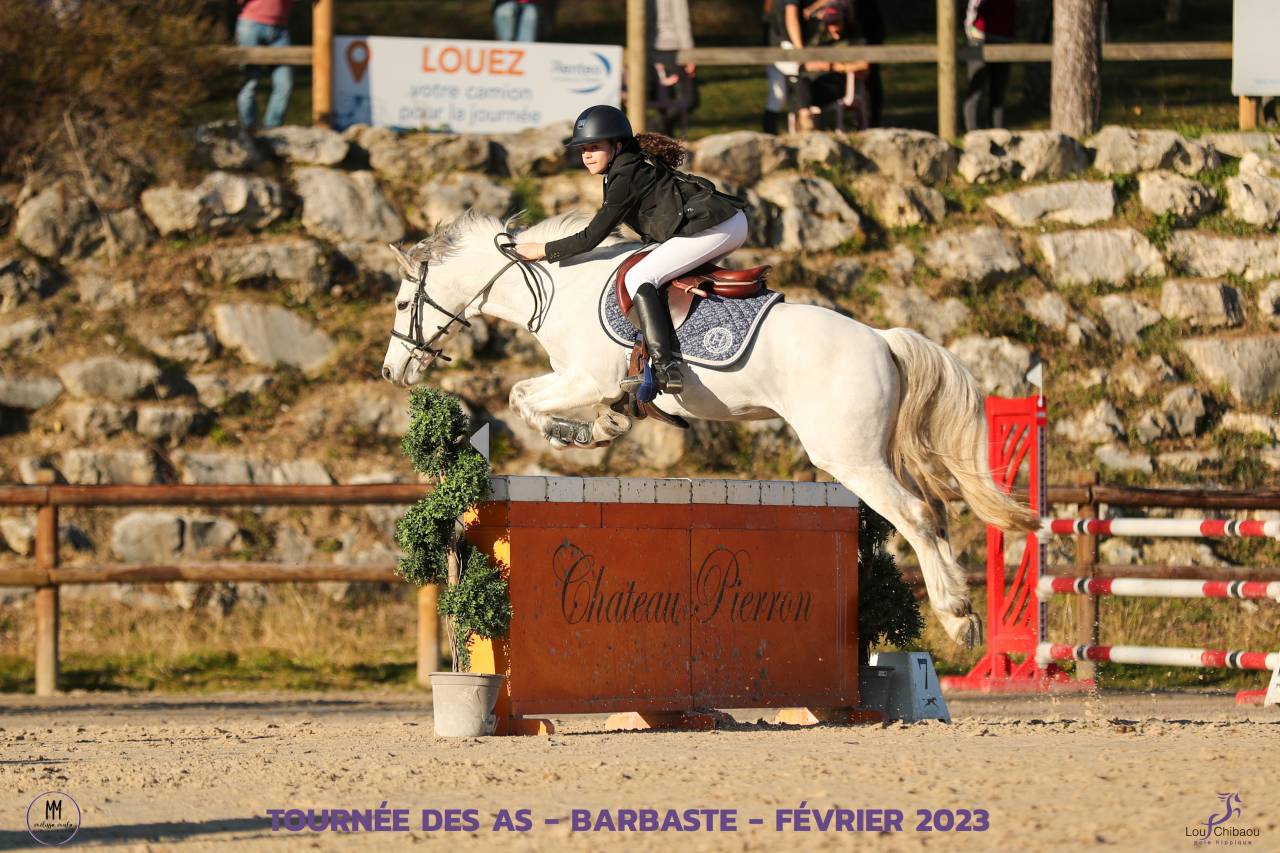 Gelding Connemara For sale 2012 Grey