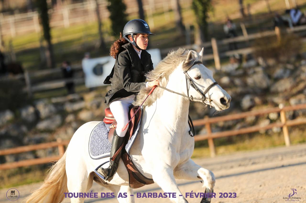 Gelding Connemara For sale 2012 Grey