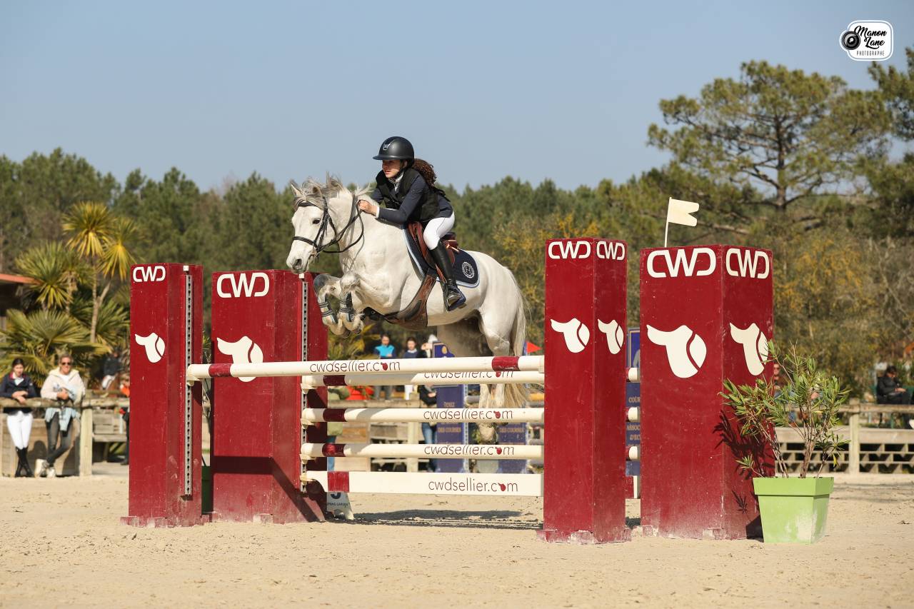 Gelding Connemara For sale 2012 Grey