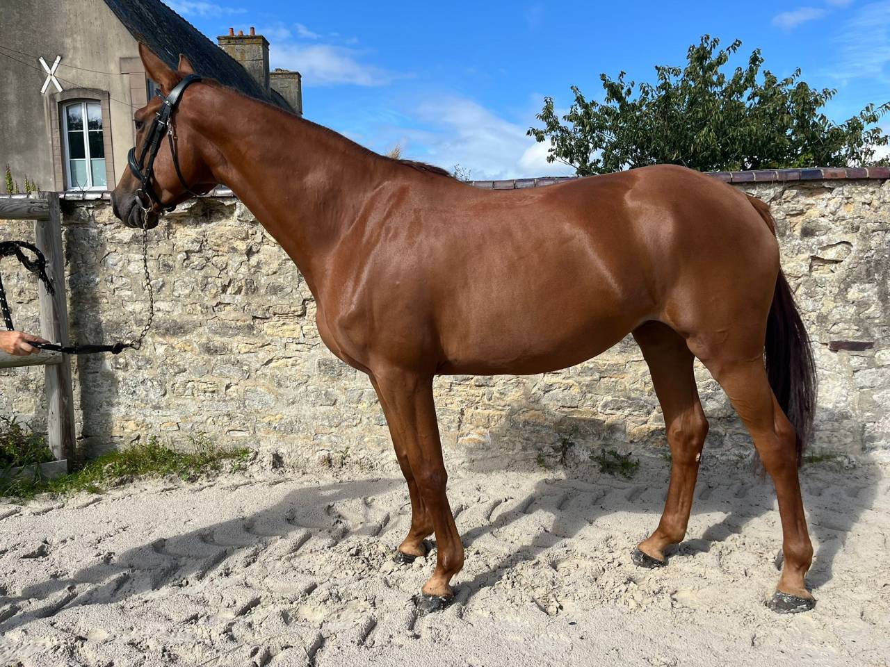 Mare Selle Français For sale 2021 Chesnut