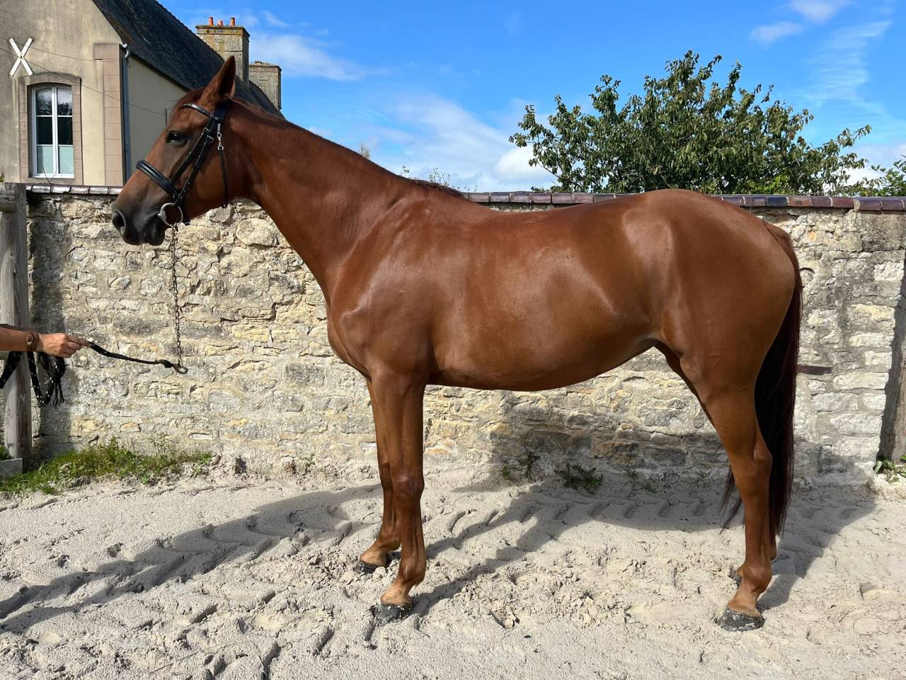 Mare Selle Français For sale 2021 Chesnut