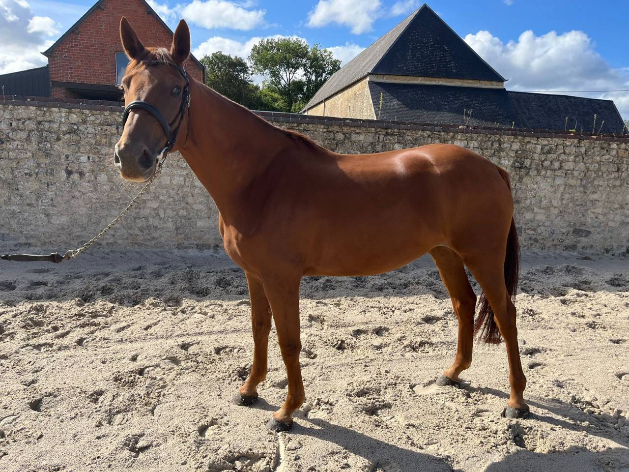 Mare Selle Français For sale 2021 Chesnut