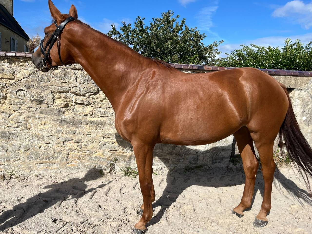 Mare Selle Français For sale 2021 Chesnut