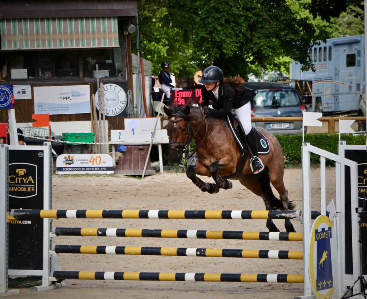 Mare Connemara For sale 2016 Roan