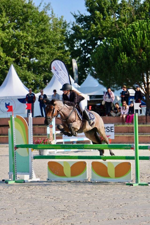 Mare Connemara For sale 2016 Roan