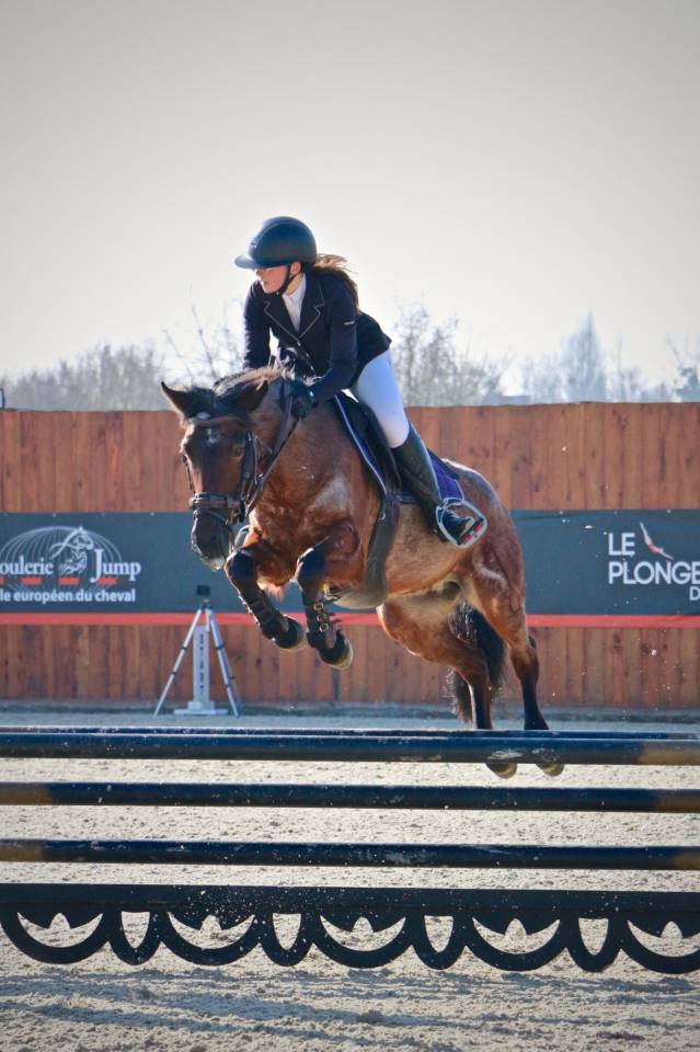 Mare Connemara For sale 2016 Roan