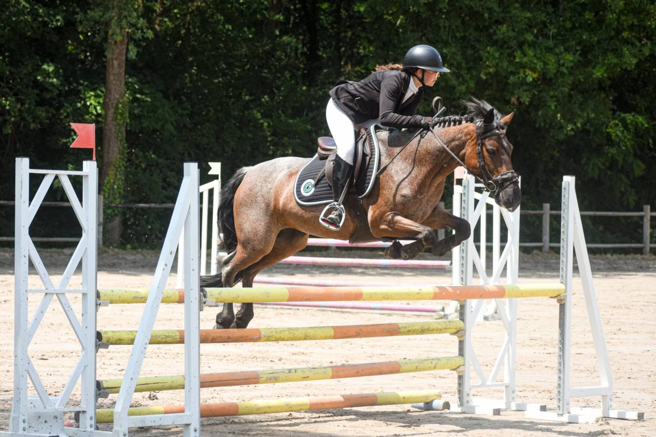 Mare Connemara For sale 2016 Roan