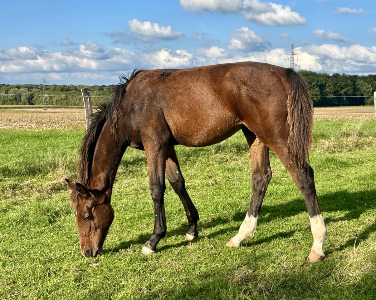 Colt Selle Français For sale 2025 Bay