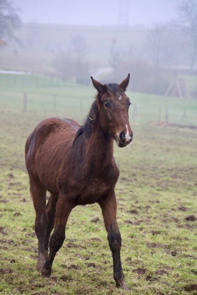 Colt Selle Fran&ccedil;ais For sale 2025 Bay