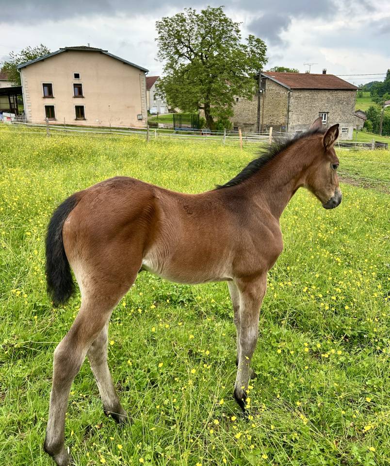 Filly Selle Français For sale 2025 Bay