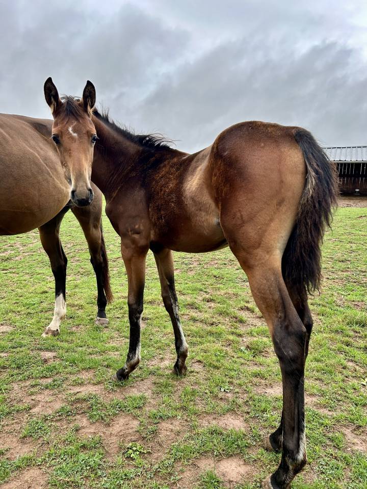 Filly Selle Français For sale 2025 Bay