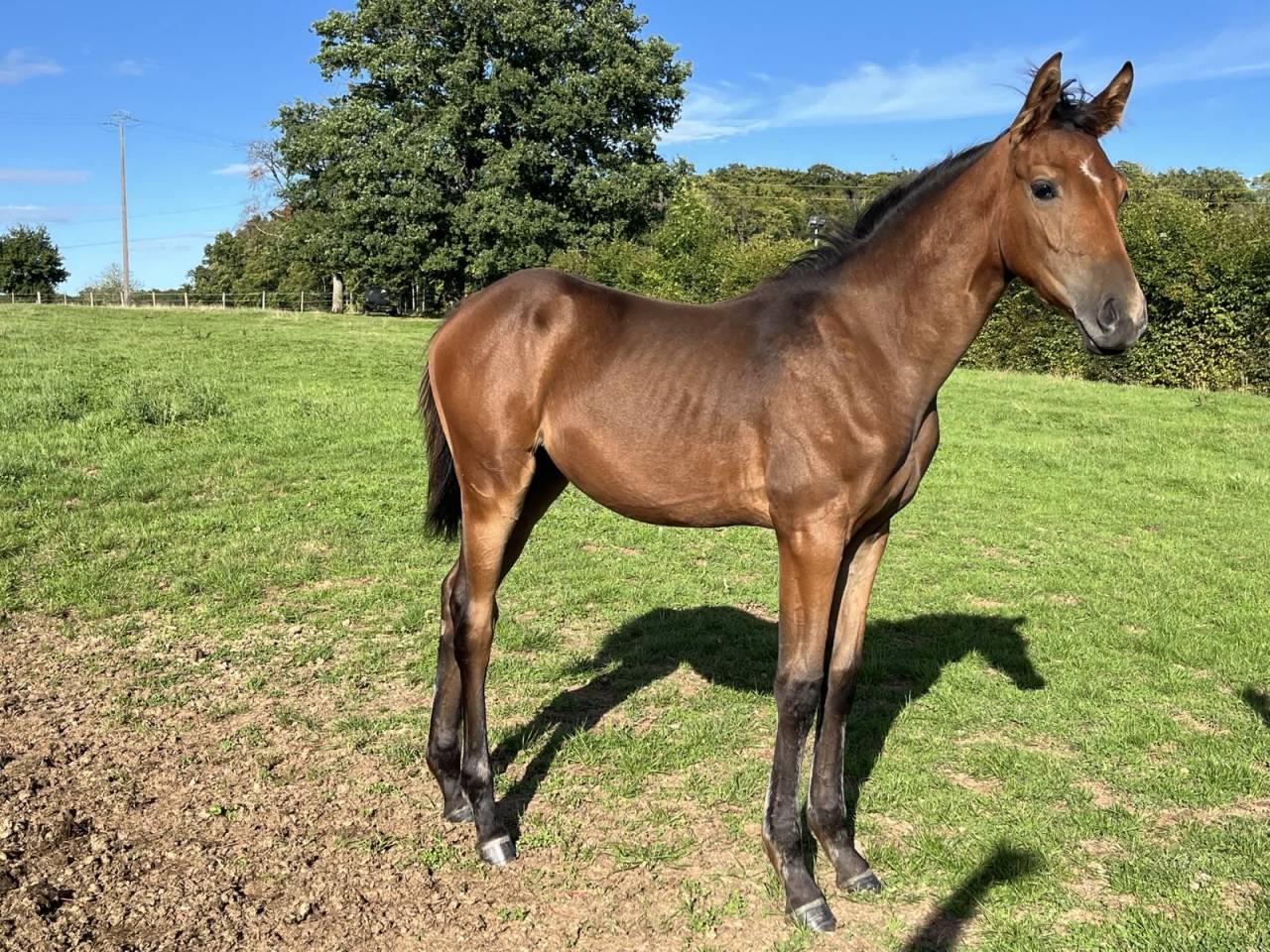 Filly Selle Français For sale 2025 Bay