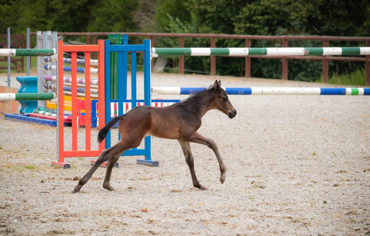 Colt Zangersheide For sale 2025 Black