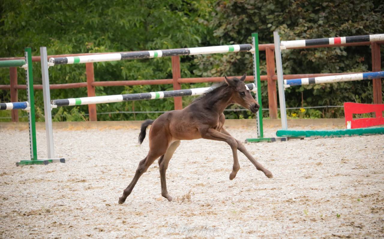 Colt Zangersheide For sale 2025 Black