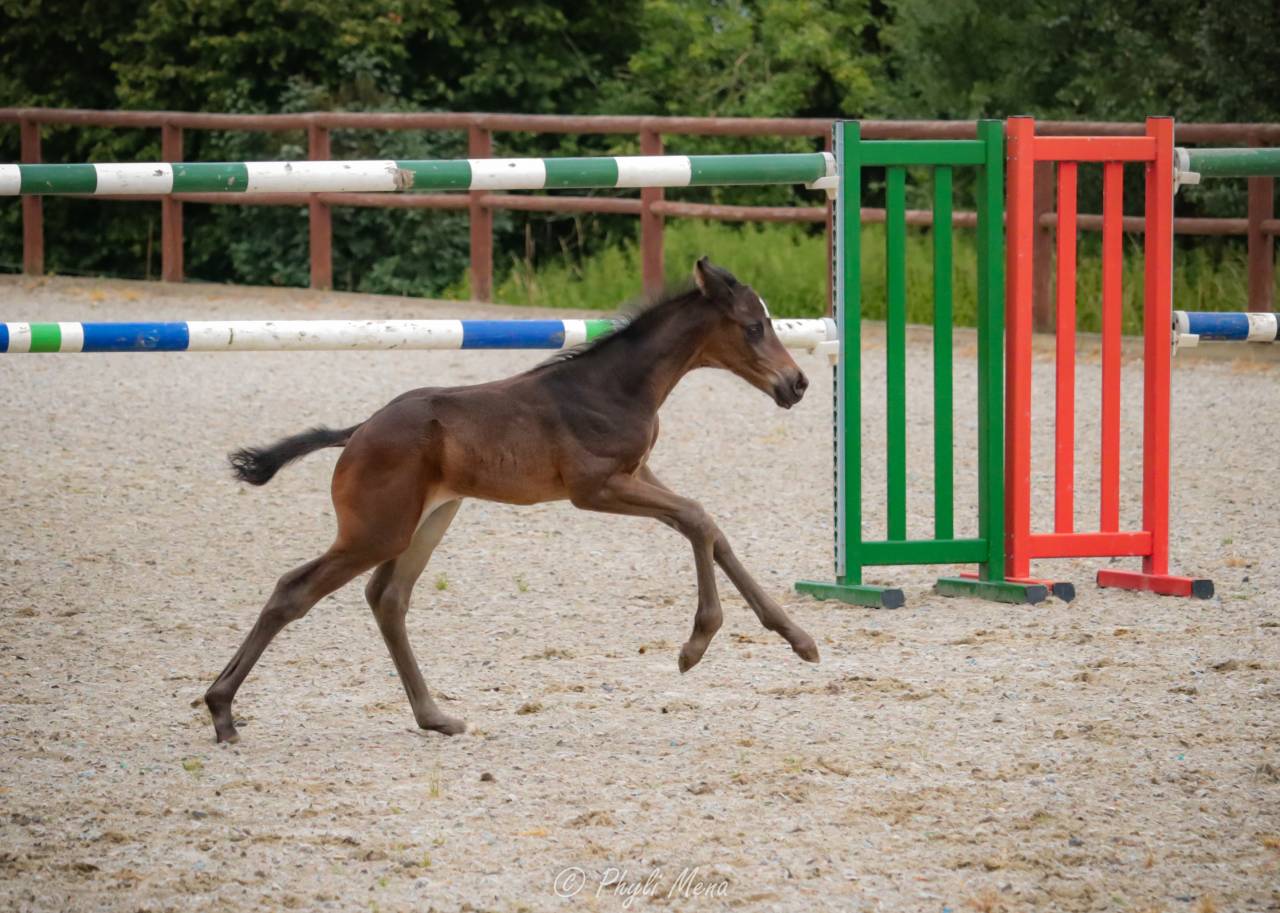 Colt Zangersheide For sale 2025 Black