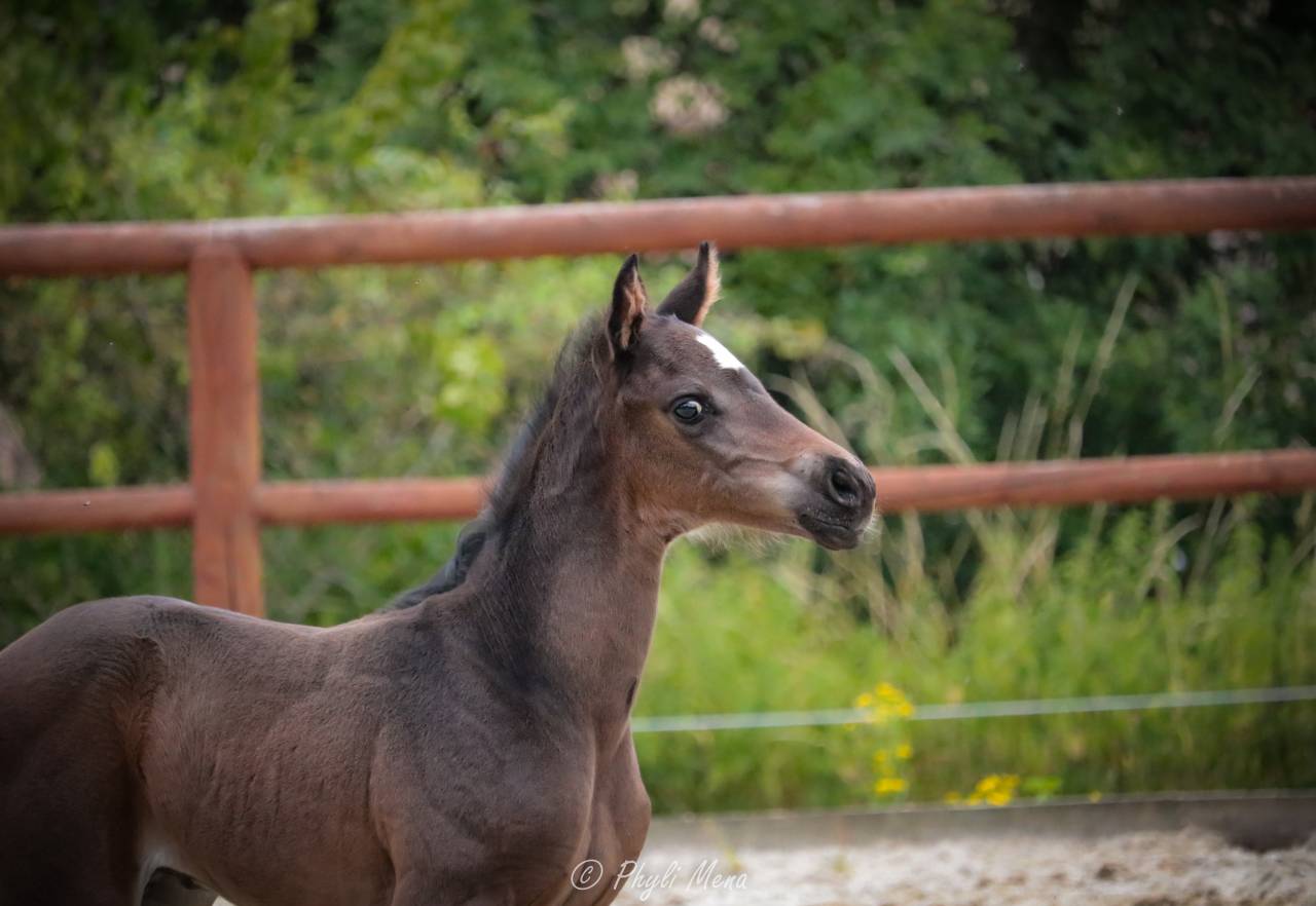 Colt Zangersheide For sale 2025 Black