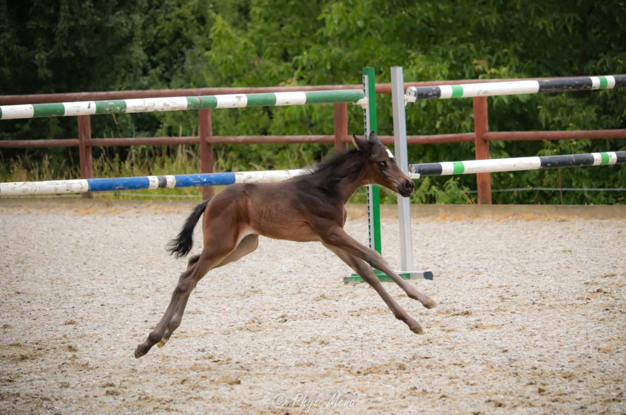 Colt Zangersheide For sale 2025 Black