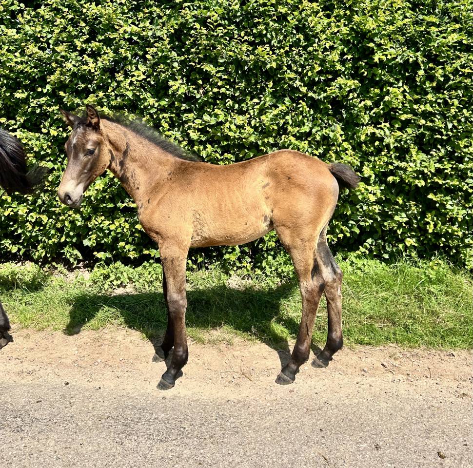 Colt Origin Recorded For sale 2025 Dark Bay