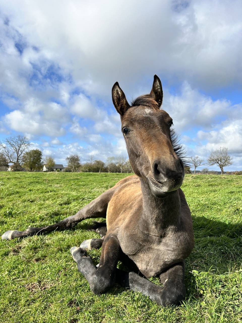 Colt Origin Recorded For sale 2025 Dark Bay