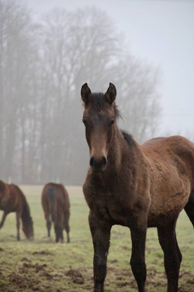 Colt Origin Recorded For sale 2025 Dark Bay