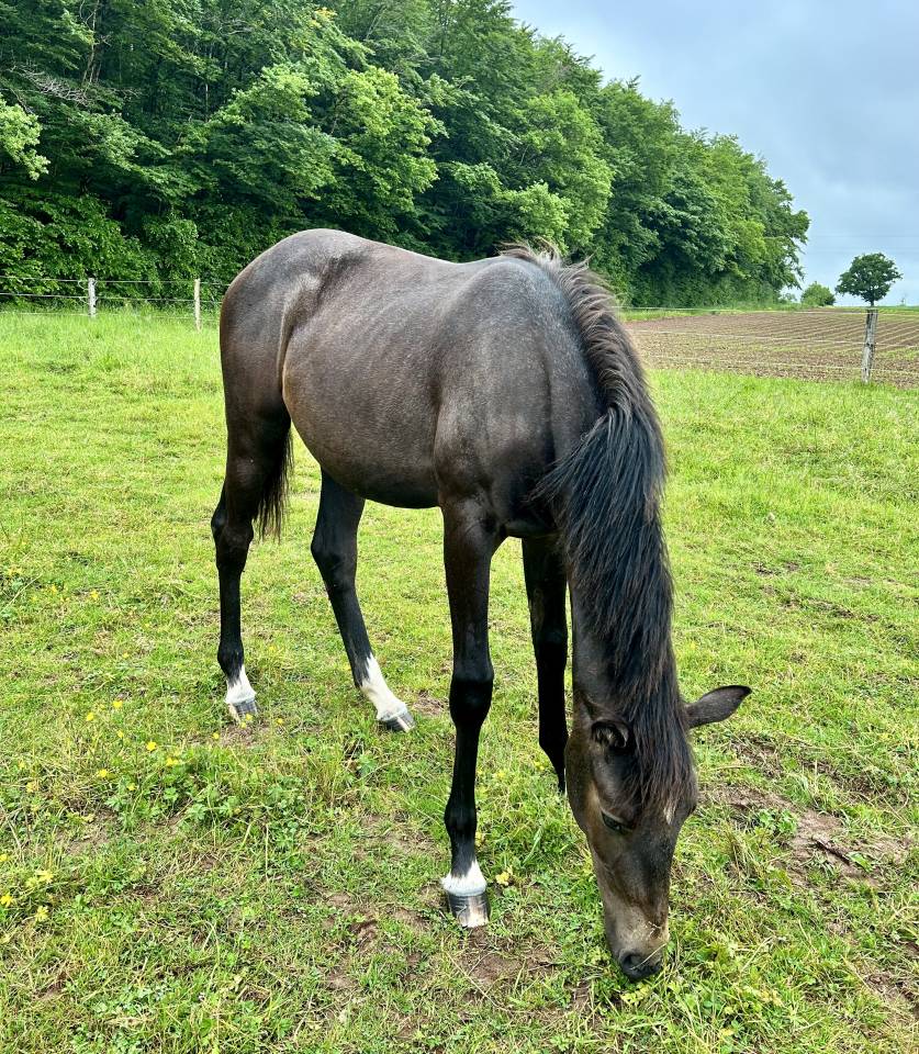 Mare Selle Français For sale 2024 Grey