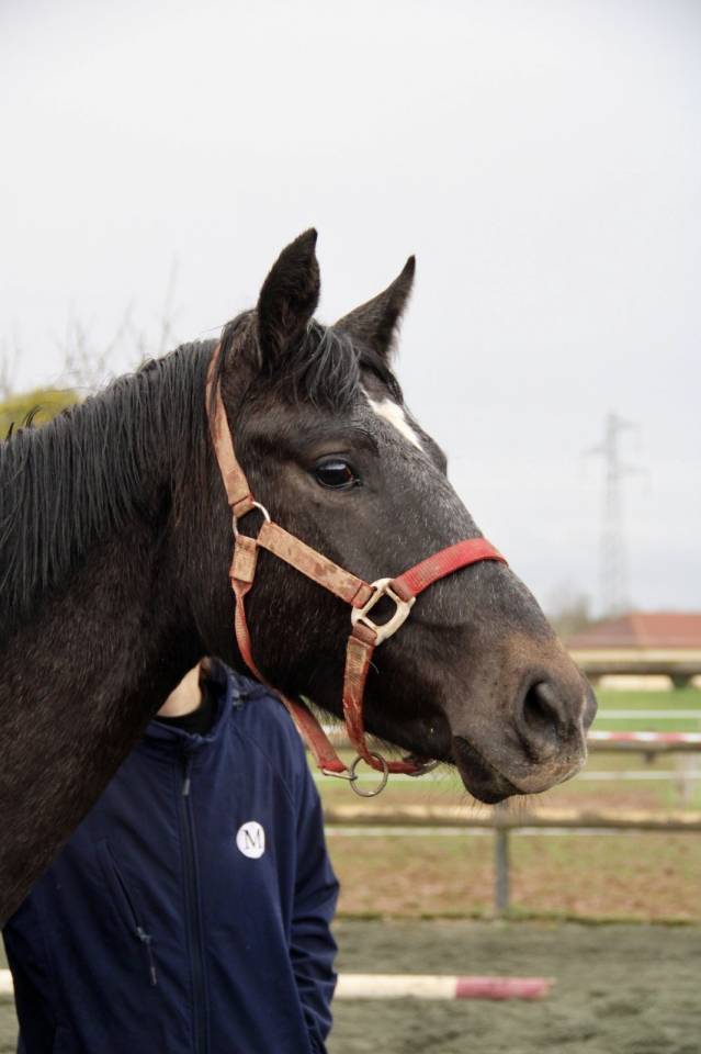 Mare Selle Fran&ccedil;ais For sale 2024 Grey