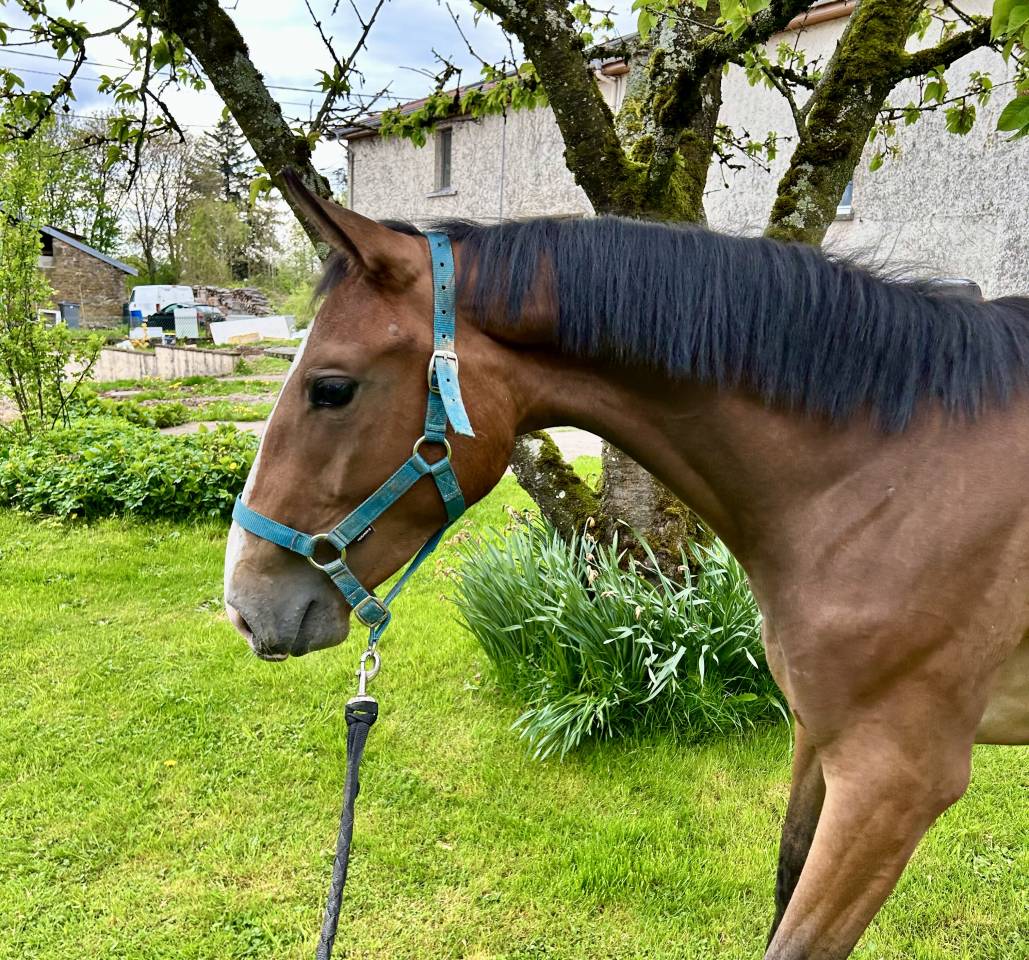 Mare Selle Français For sale 2023 Bay