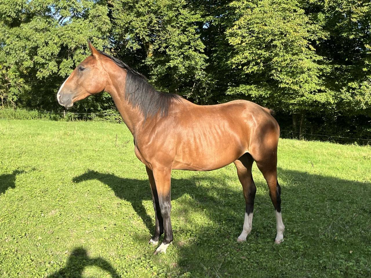 Mare Selle Français For sale 2023 Bay