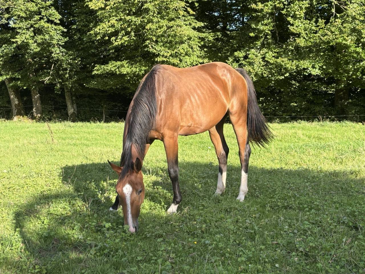 Mare Selle Français For sale 2023 Bay