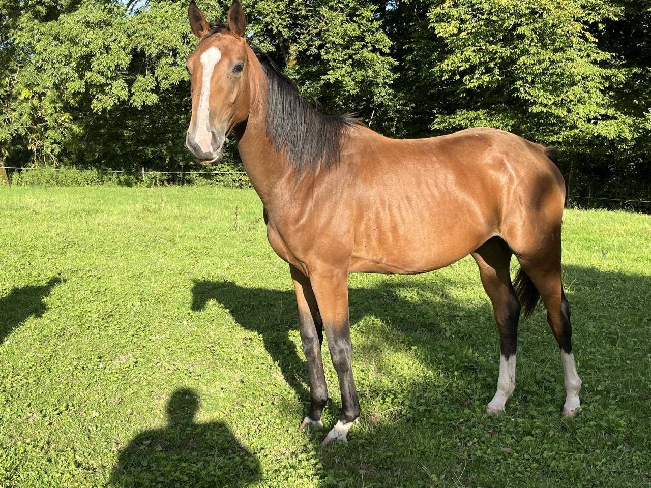 Mare Selle Français For sale 2023 Bay