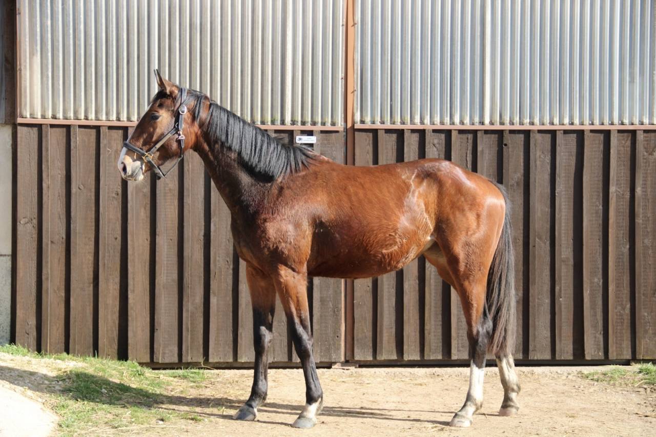 Mare Selle Fran&ccedil;ais For sale 2023 Bay