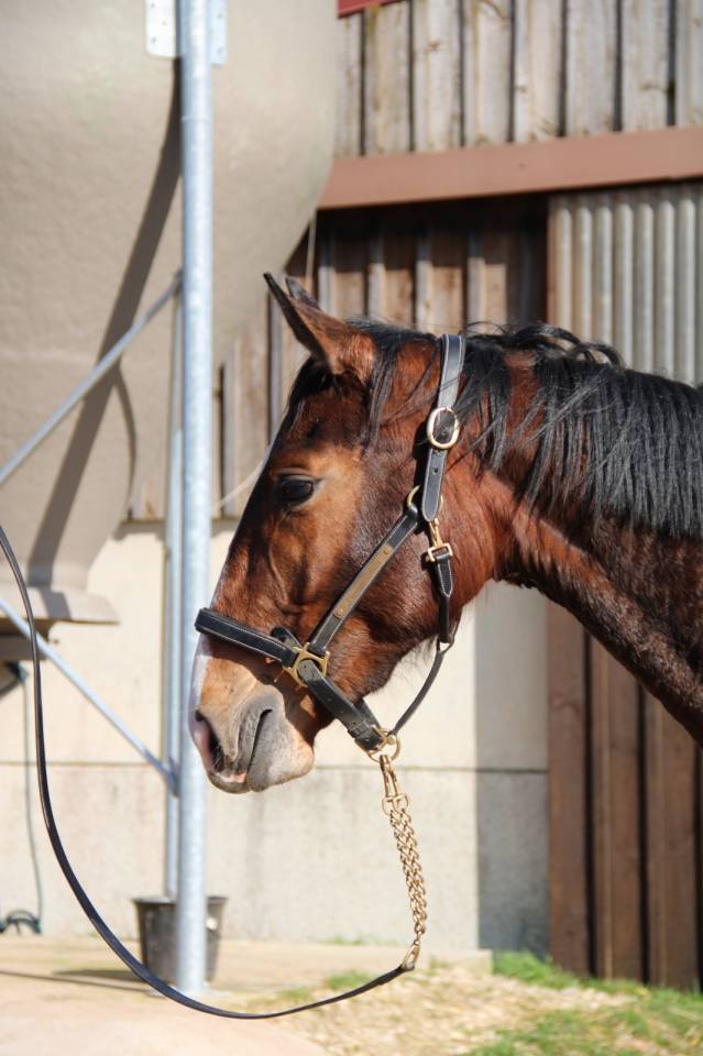 Mare Selle Fran&ccedil;ais For sale 2023 Bay