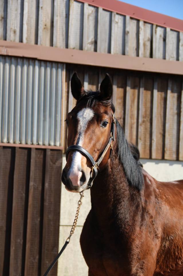 Mare Selle Fran&ccedil;ais For sale 2023 Bay